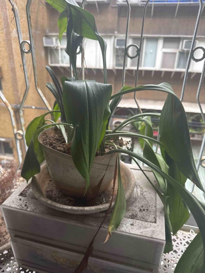 植物診療師案件圖片