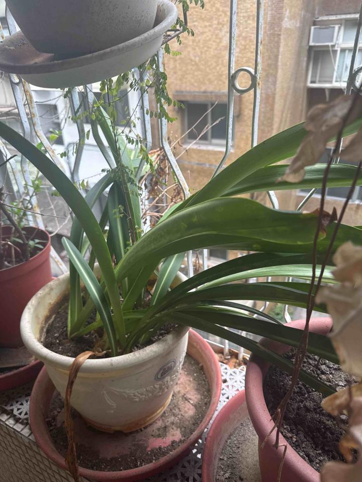 植物診療師案件圖片