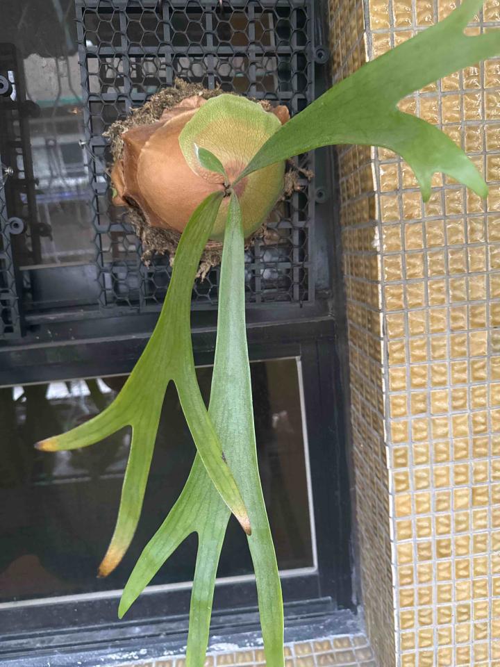 植物診療師案件圖片