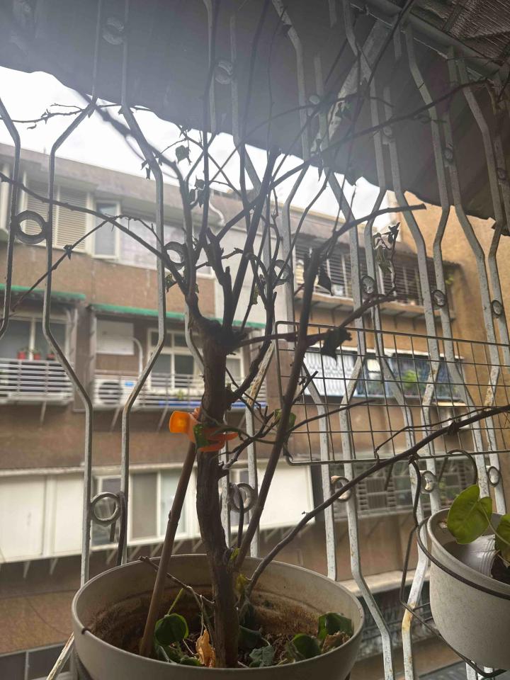 植物診療師案件圖片