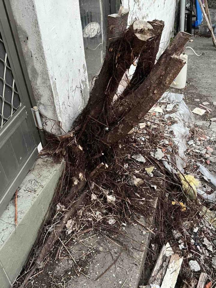 園藝維護案件圖片