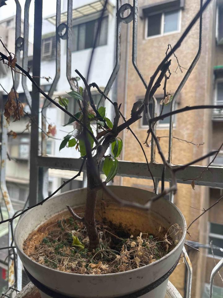 植物診療師案件圖片