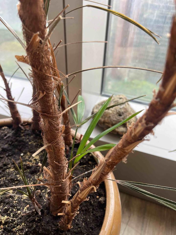 植物診療師案件圖片