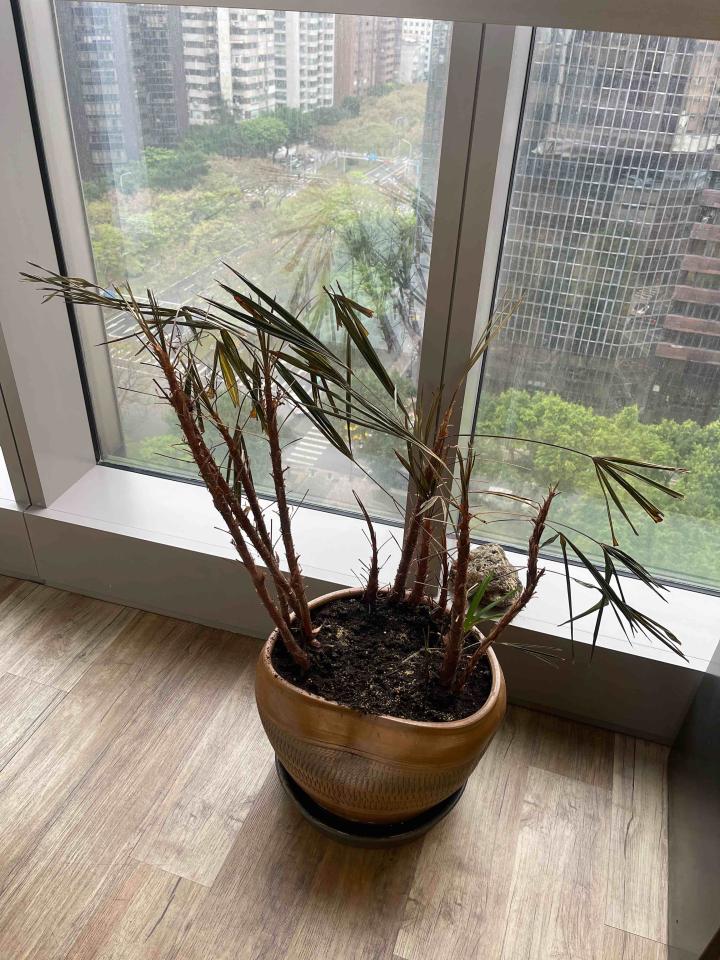 植物診療師案件圖片