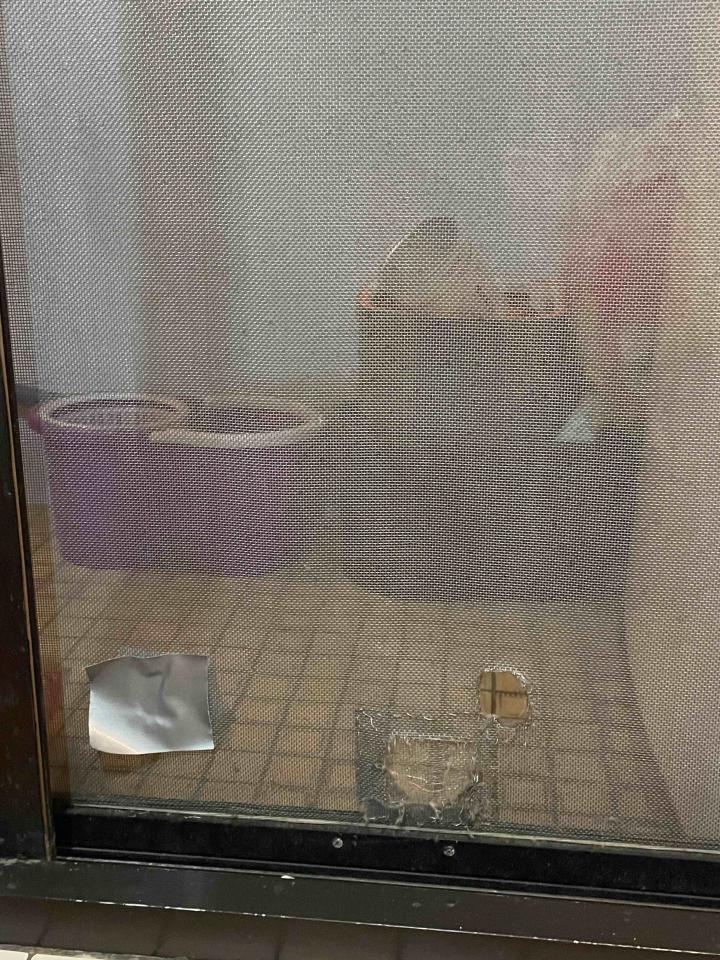 紗窗裝修案件圖片