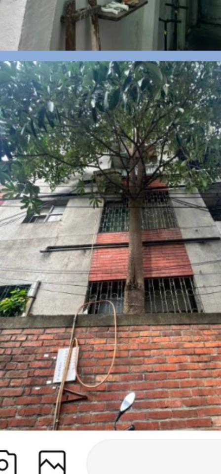 園藝維護案件圖片