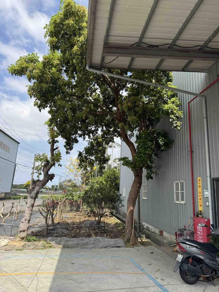 園藝維護案件圖片