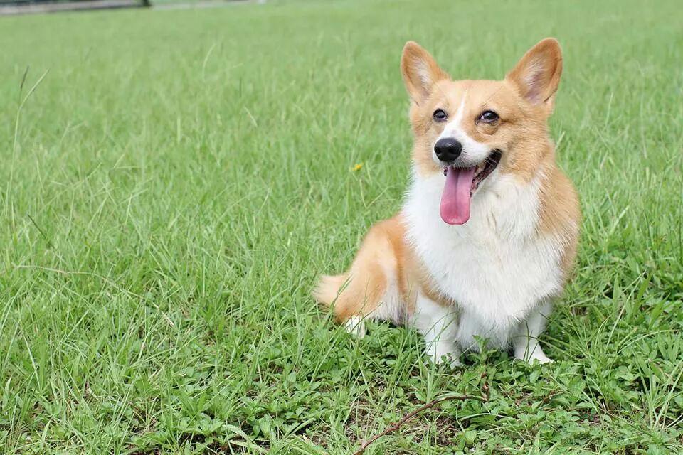 客製化油畫案件圖片