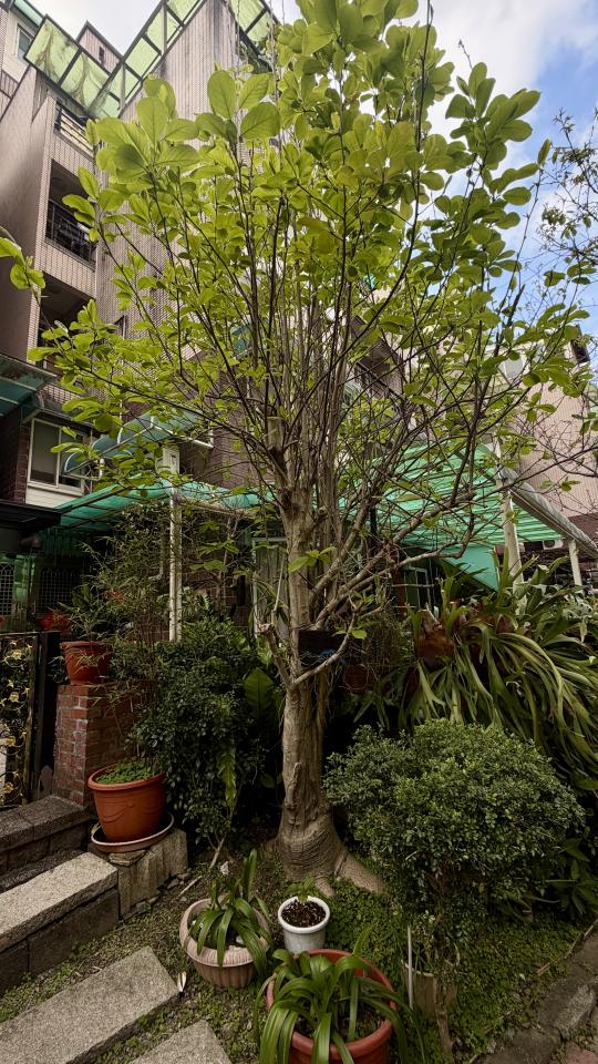 園藝維護案件圖片