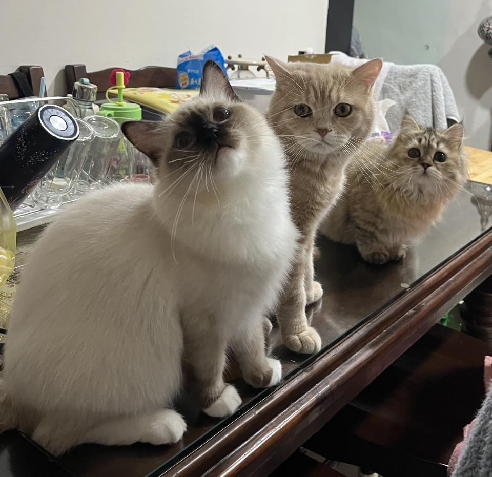 客製化油畫案件圖片