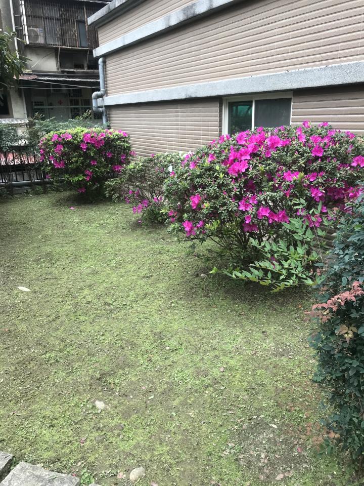 園藝維護案件圖片