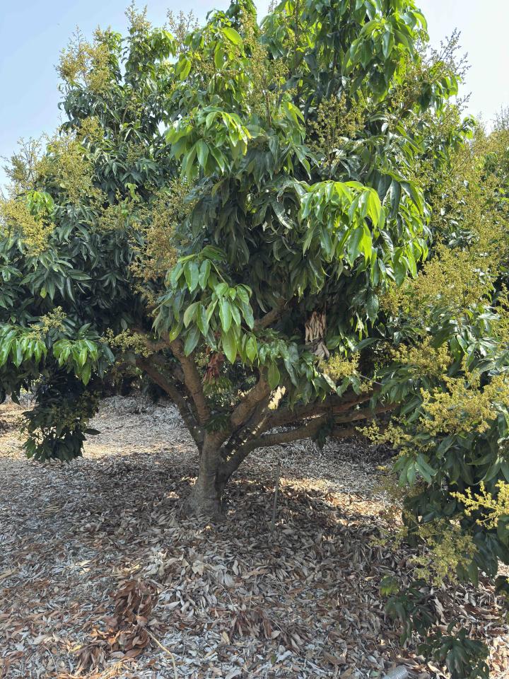 園藝維護案件圖片