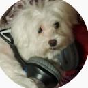 提供dj dj dj服務的專家Randomnotfound/DJ狗