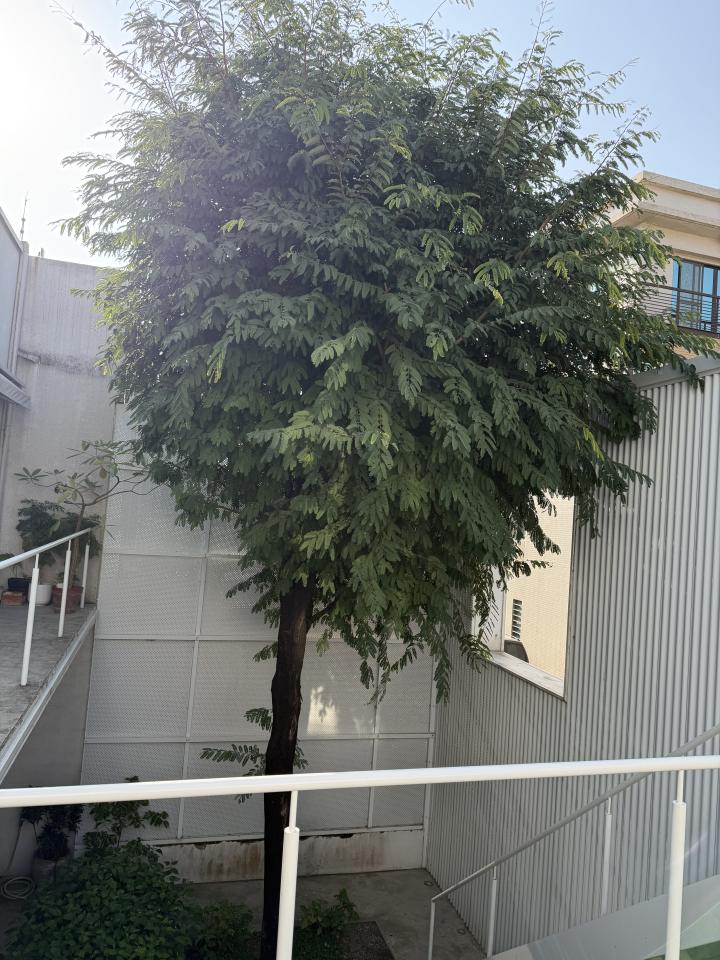 園藝維護案件圖片