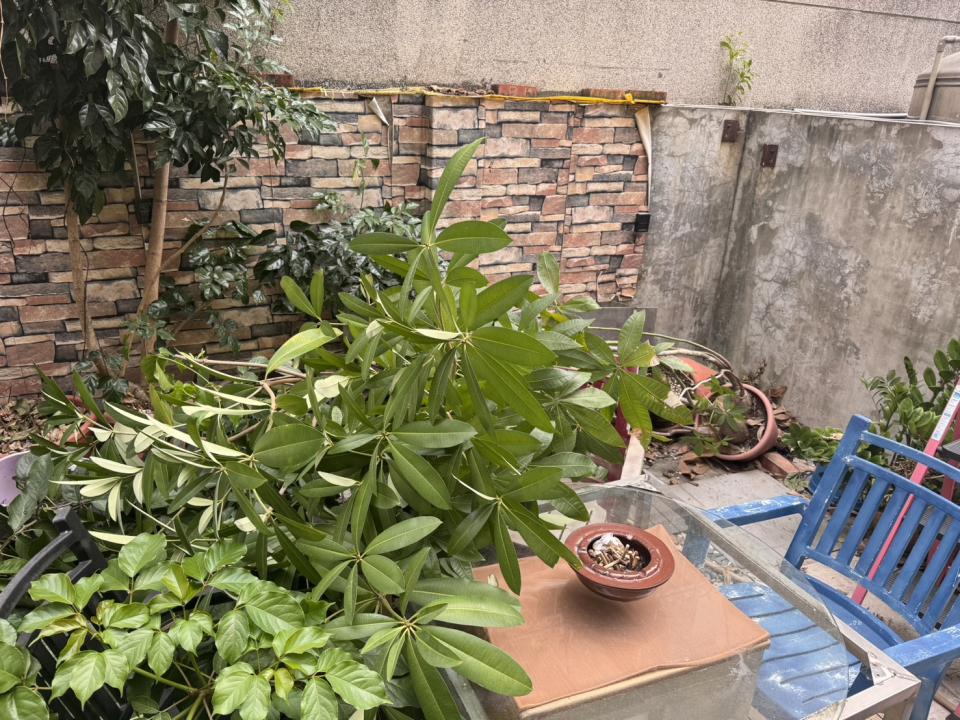 園藝維護案件圖片