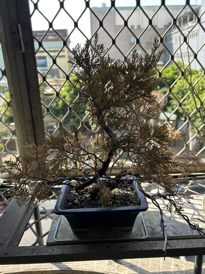 植物診療師案件圖片