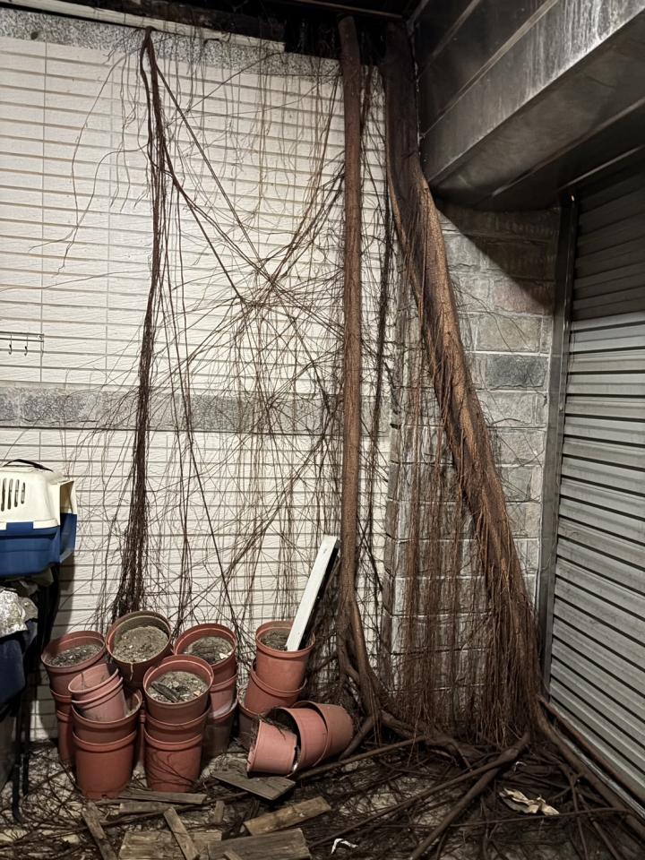 園藝維護案件圖片