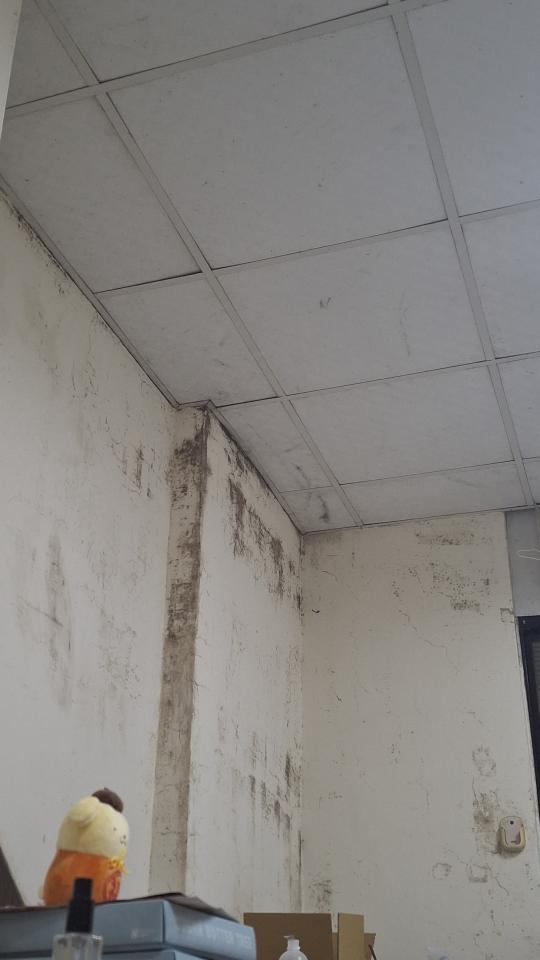 除霉案件圖片
