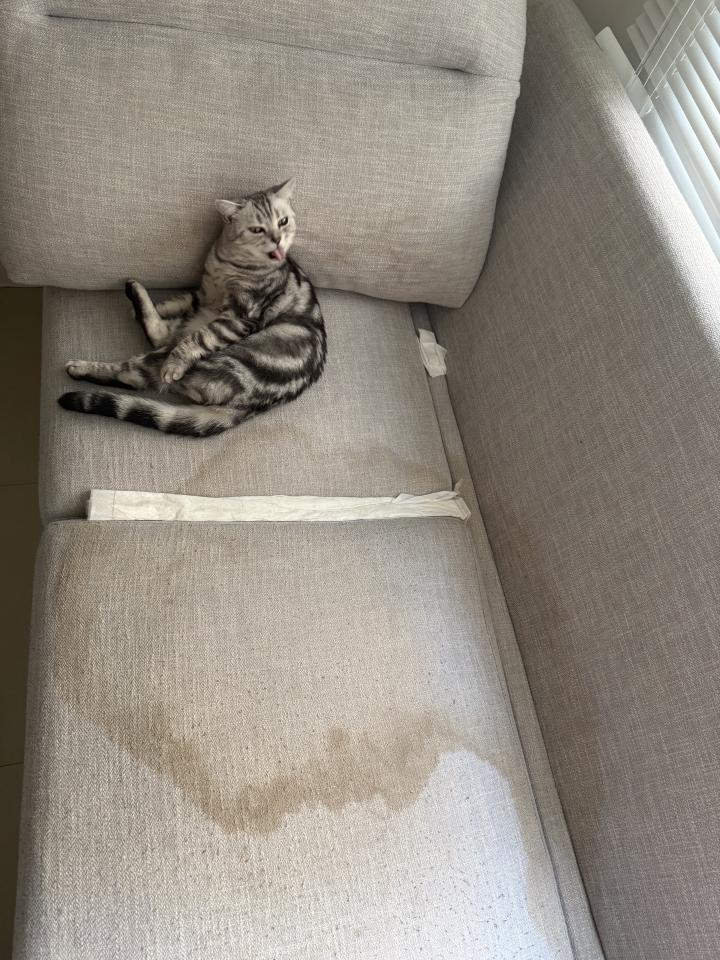 沙發清潔案件圖片