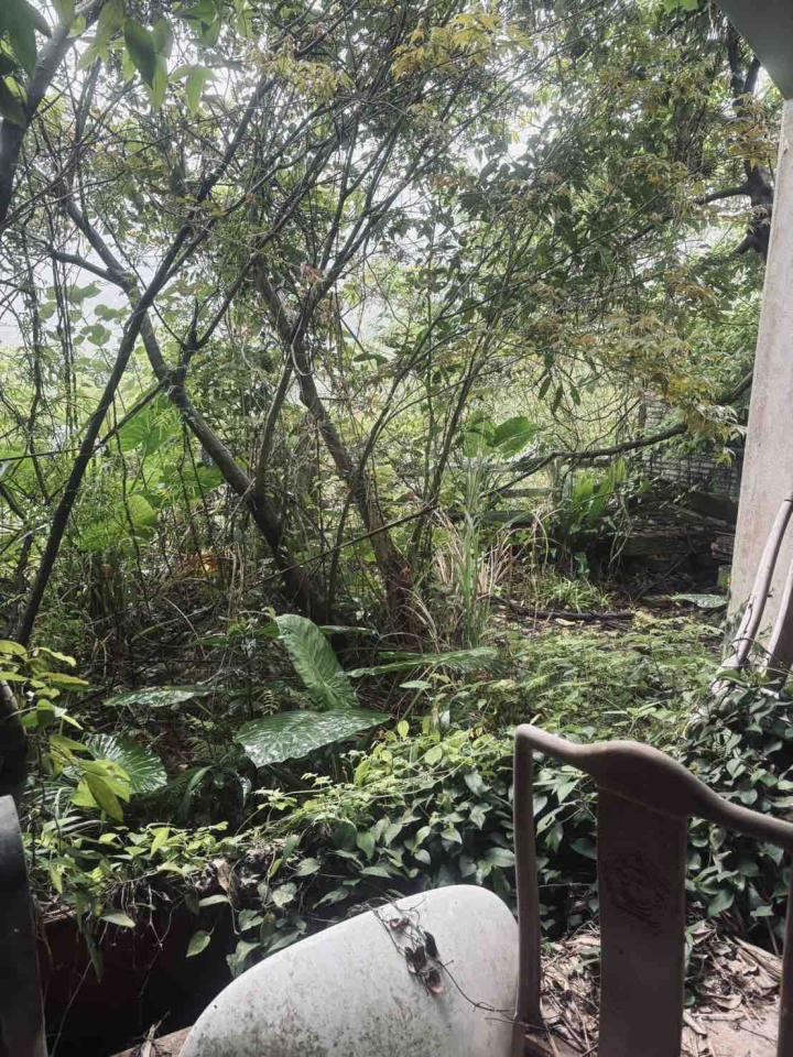 園藝維護案件圖片