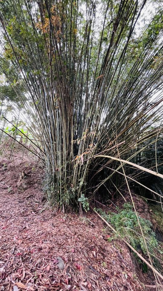 園藝維護案件圖片