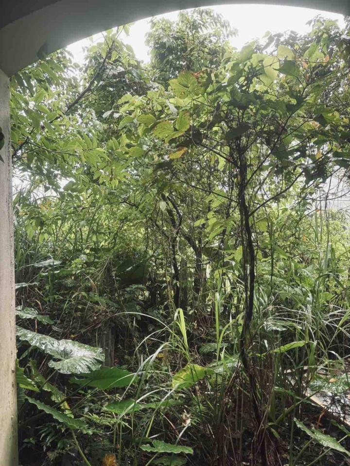 園藝維護案件圖片