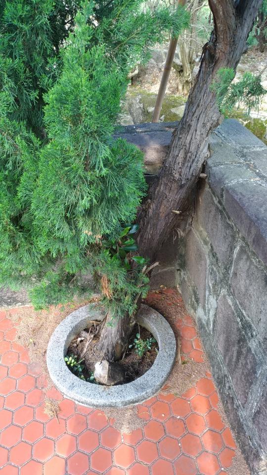 園藝維護案件圖片