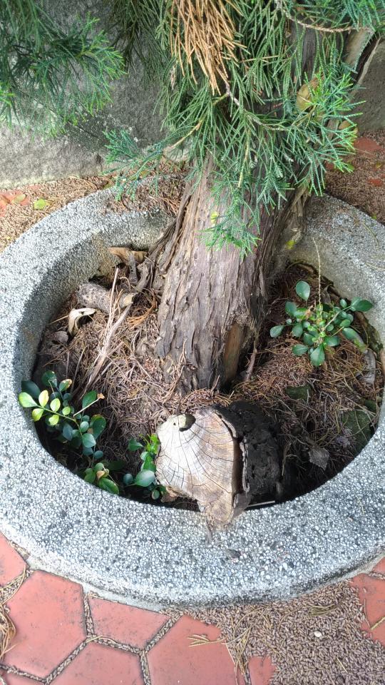 園藝維護案件圖片