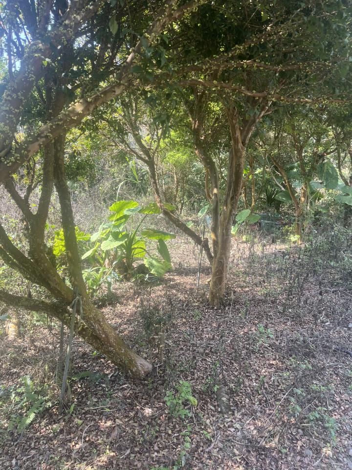 園藝維護案件圖片