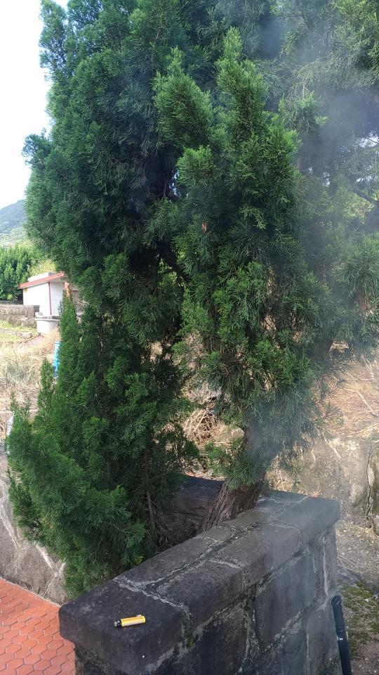 園藝維護案件圖片