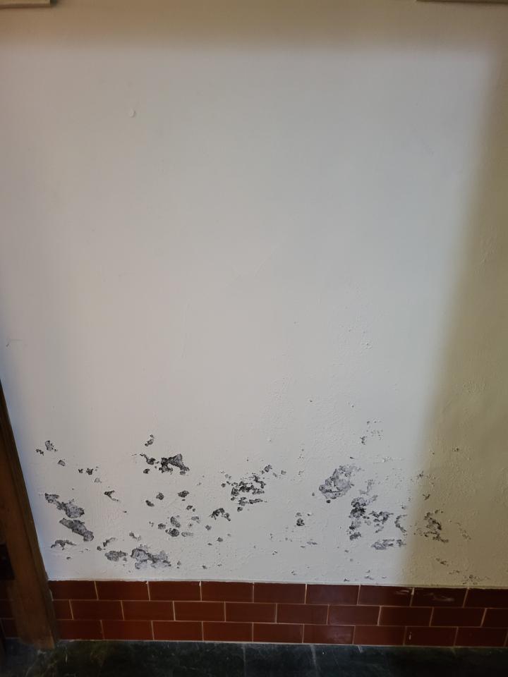 壁癌處理案件圖片