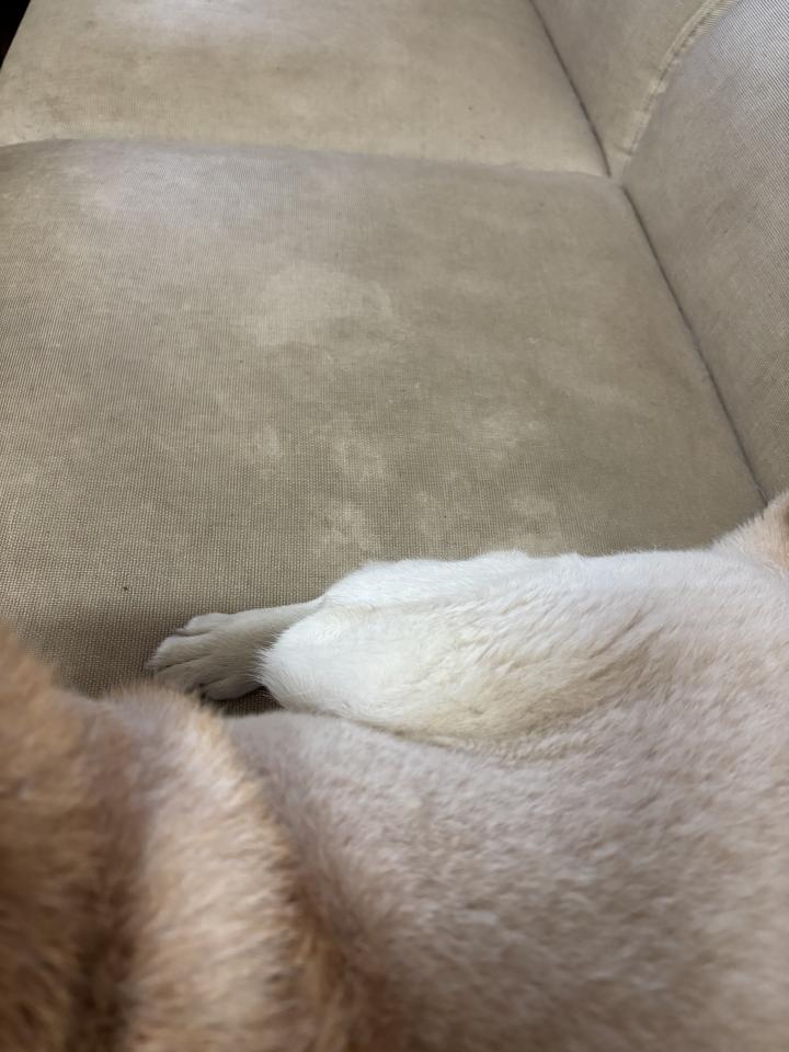 沙發清潔案件圖片