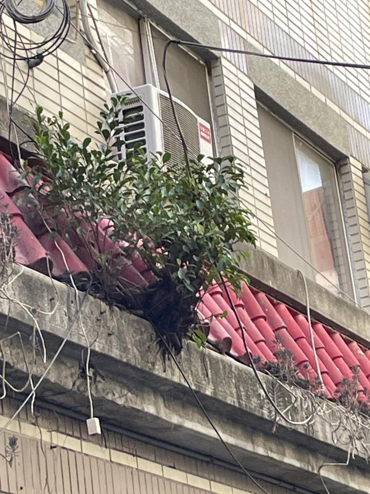 園藝維護案件圖片