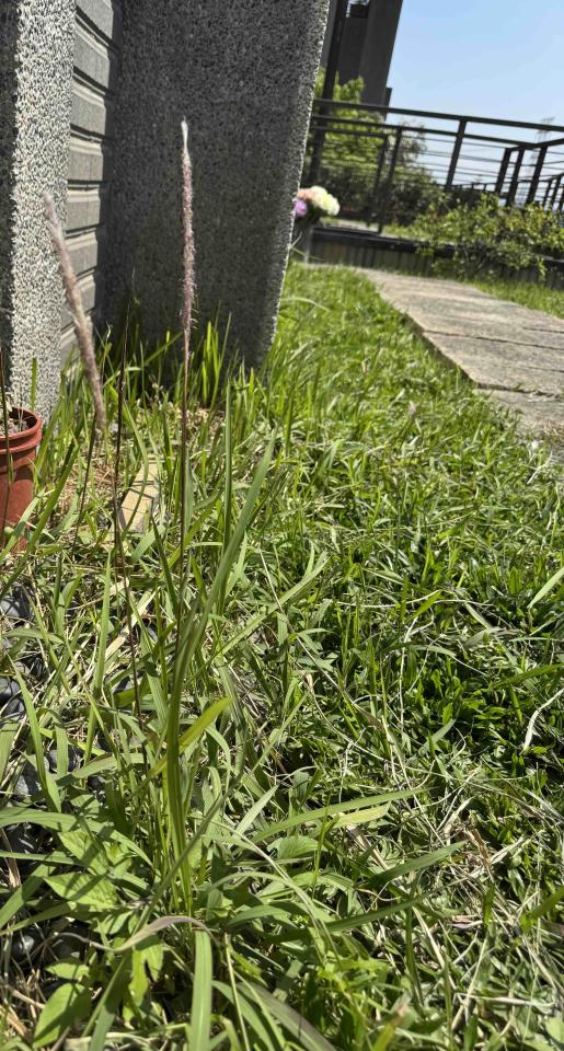 園藝維護案件圖片