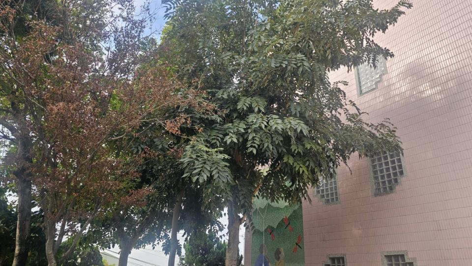 園藝維護案件圖片