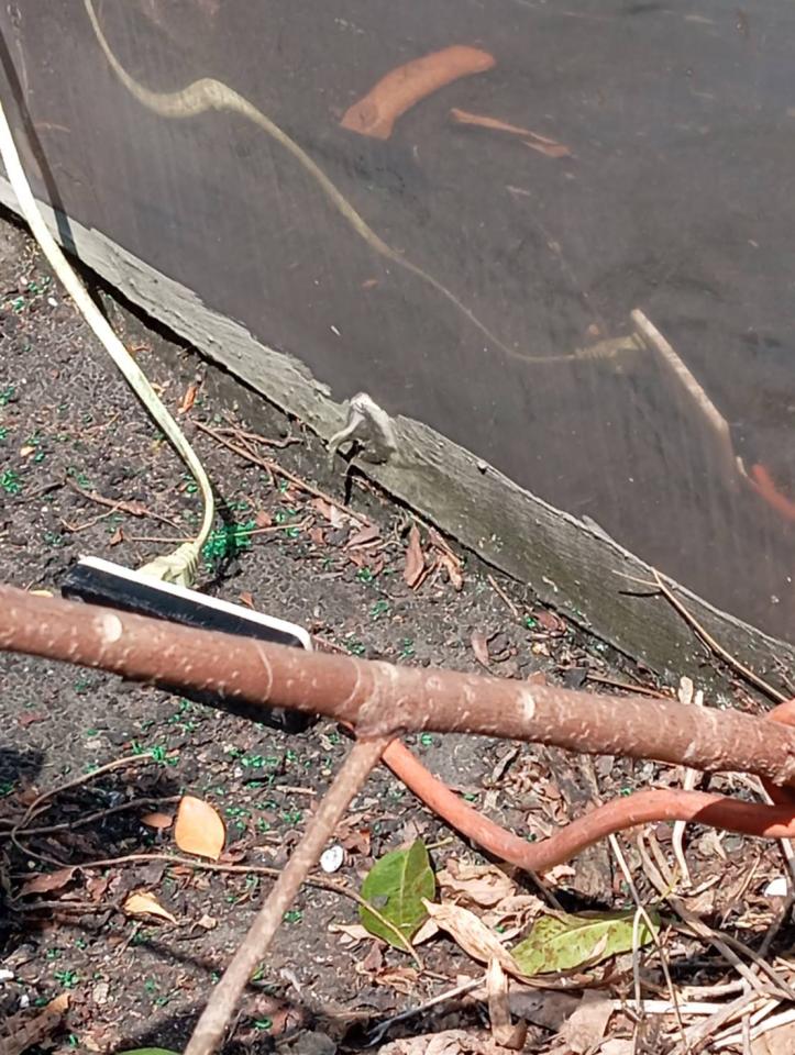 園藝維護案件圖片