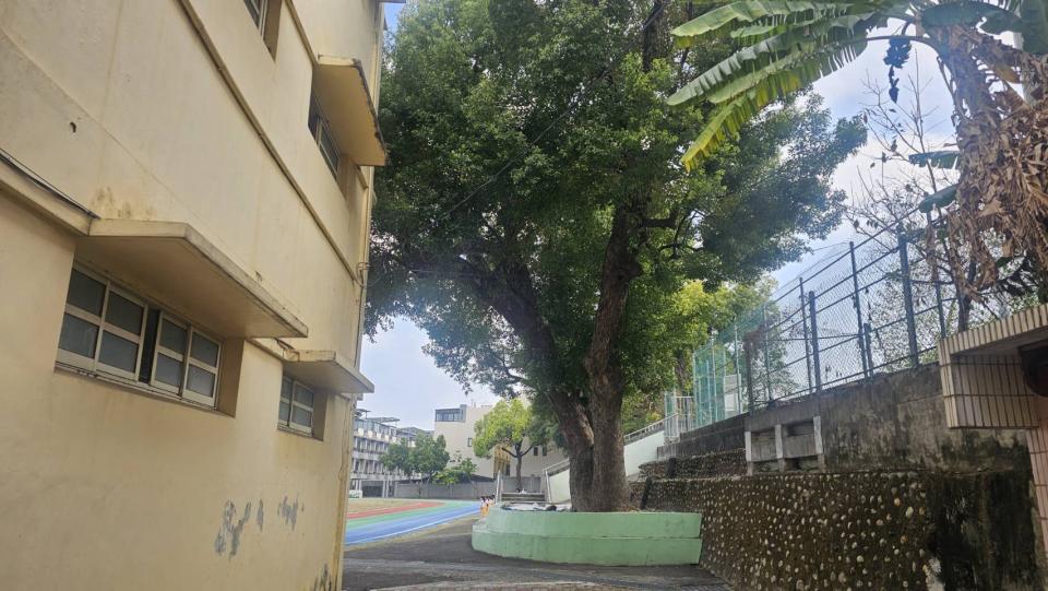 園藝維護案件圖片