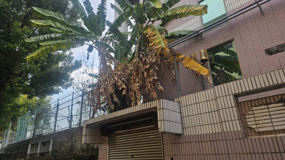 園藝維護案件圖片