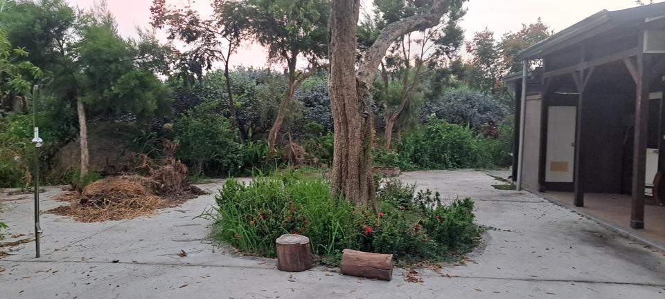 園藝維護案件圖片