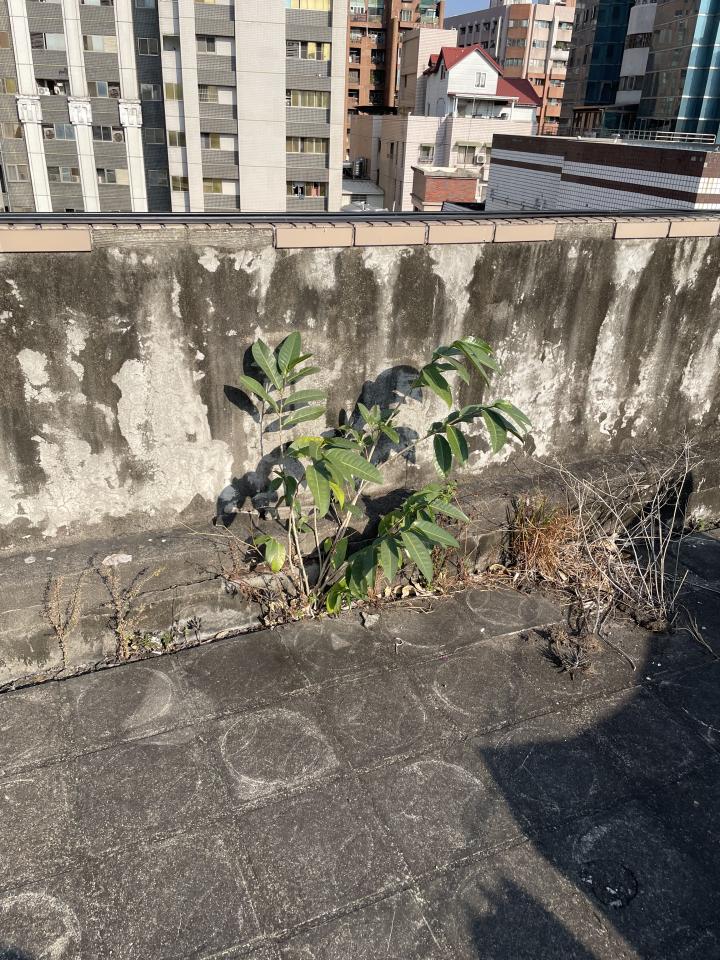 園藝維護案件圖片