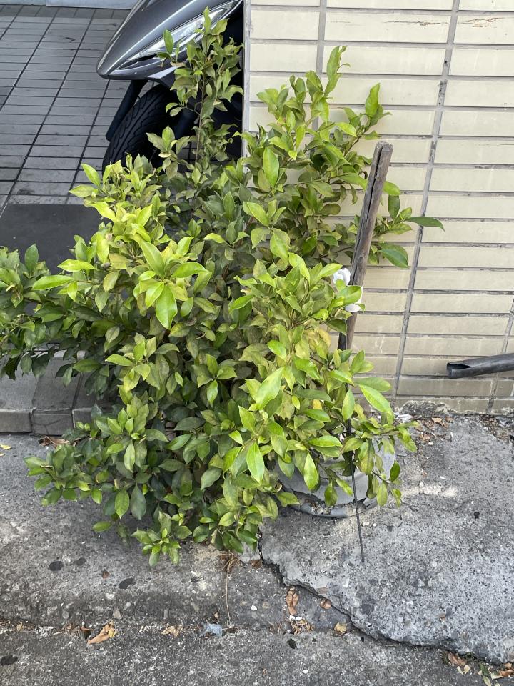 園藝維護案件圖片