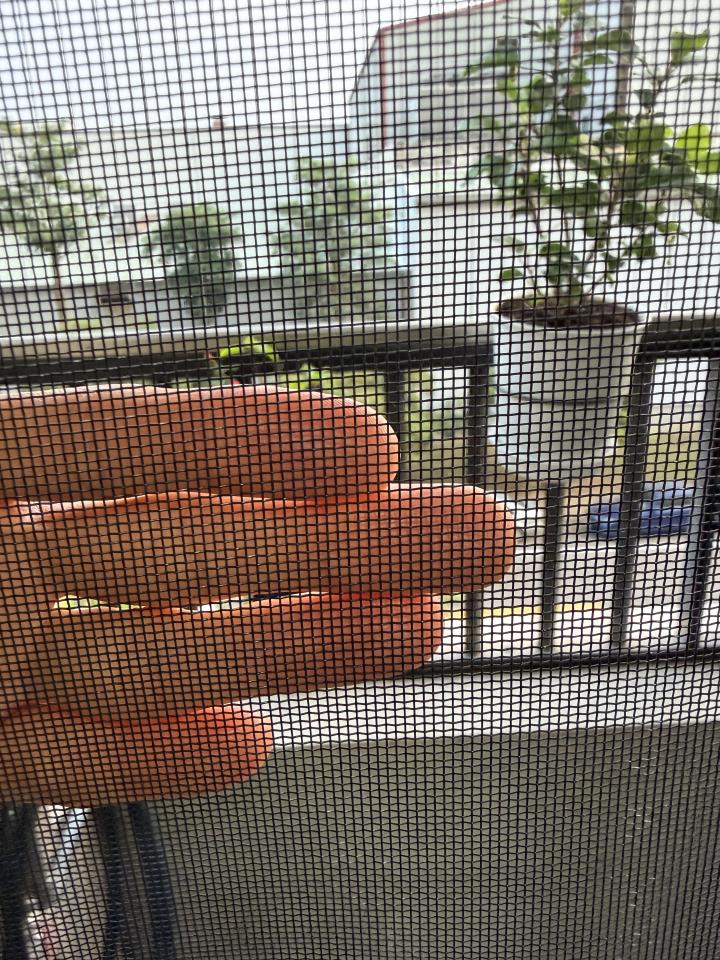 紗窗裝修案件圖片