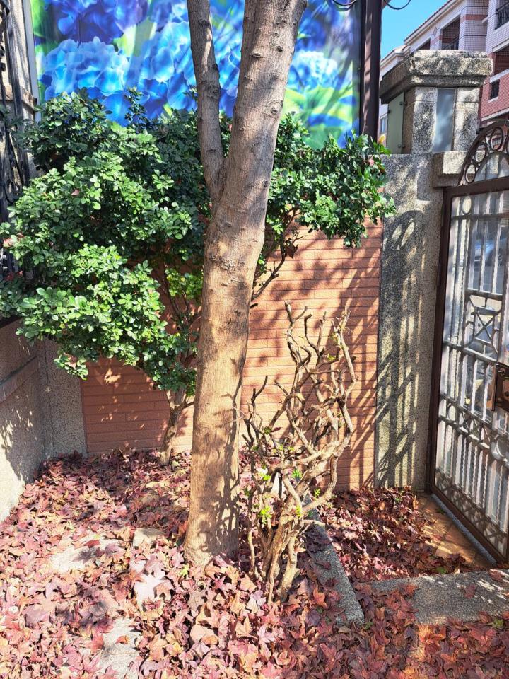 園藝維護案件圖片