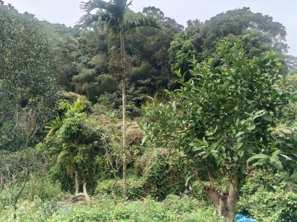 園藝維護案件圖片