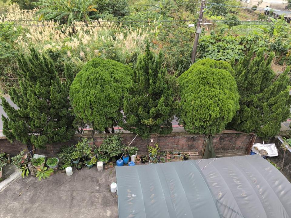 園藝維護案件圖片