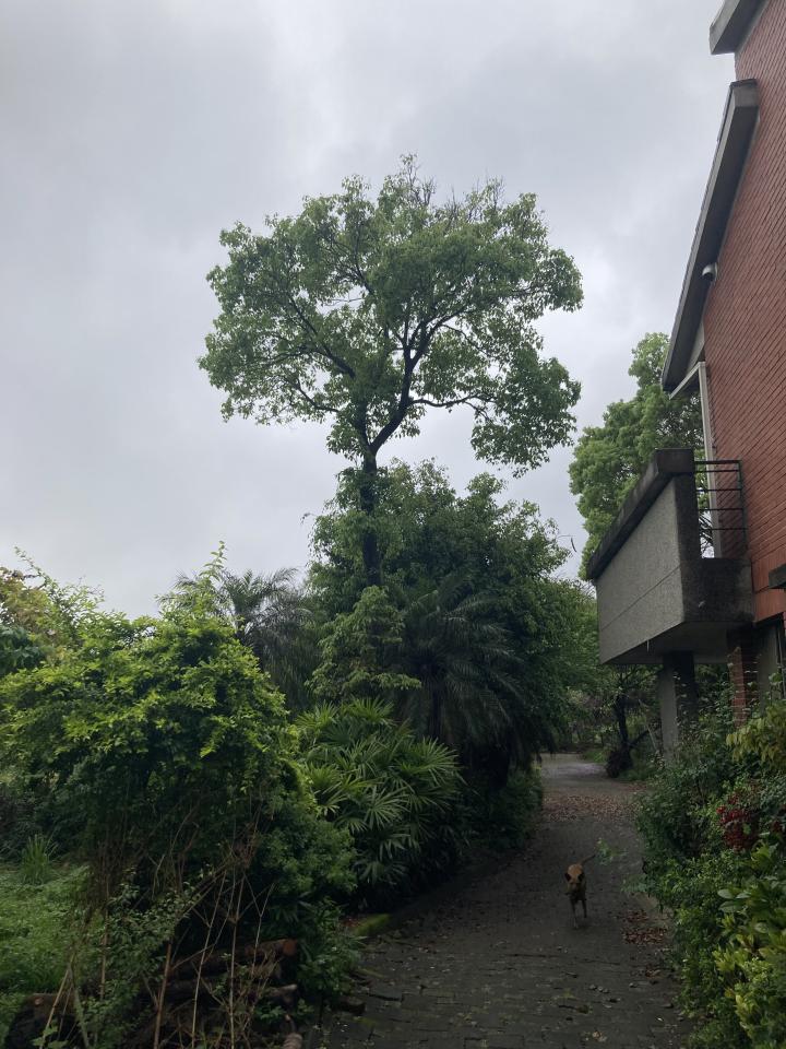 園藝維護案件圖片