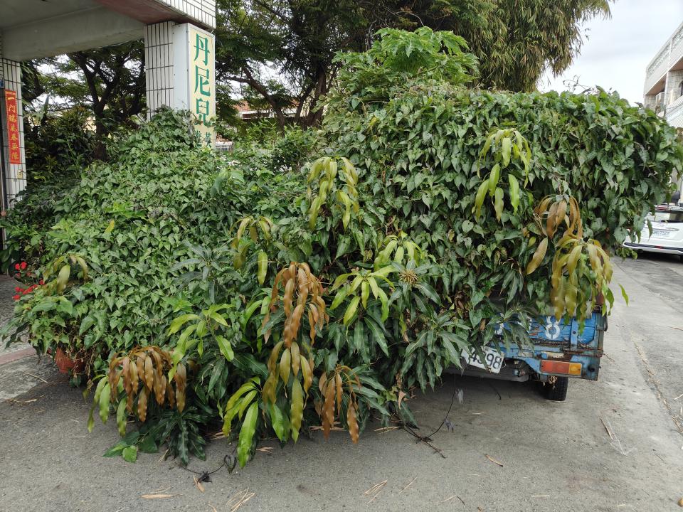 園藝維護案件圖片