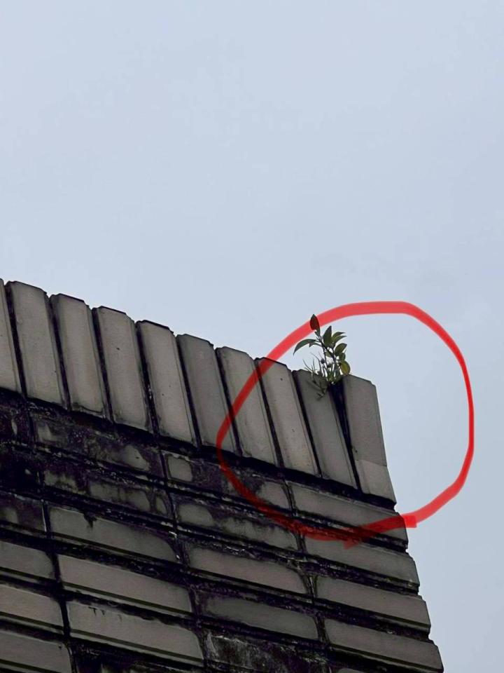 外牆拉皮案件圖片