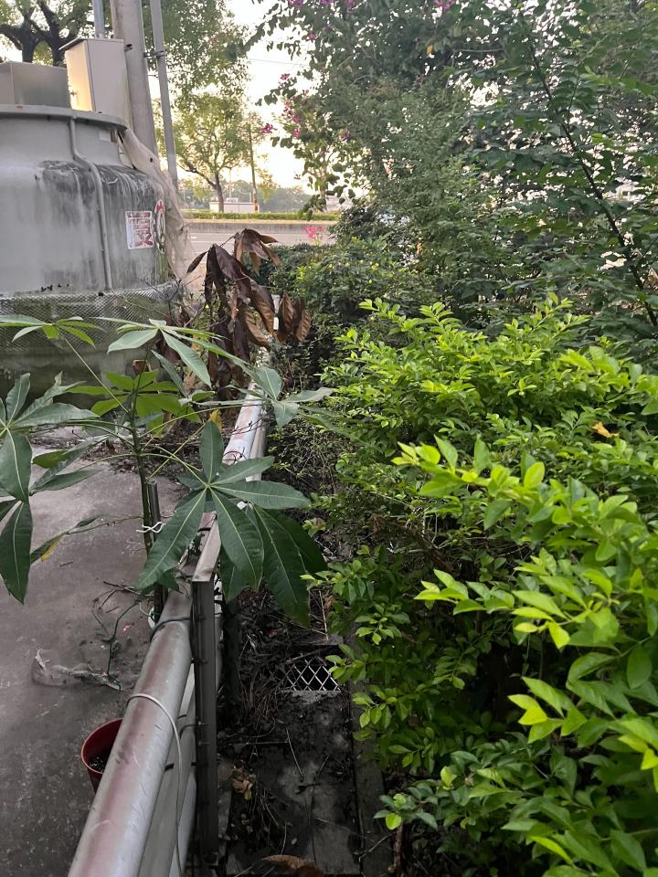 園藝維護案件圖片