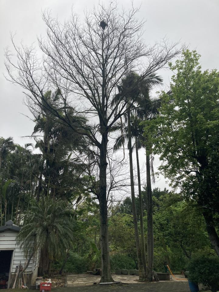 園藝維護案件圖片